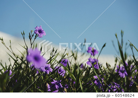 Ruellia Simplex Flower Blooming in the Garden. Ruellia Simplex Flower Blooming in the Garden. 60548624