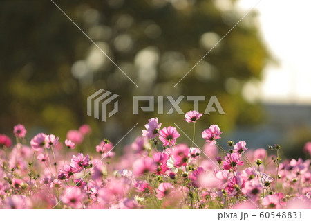 武庫川髭の渡しコスモス園（兵庫県） 60548831