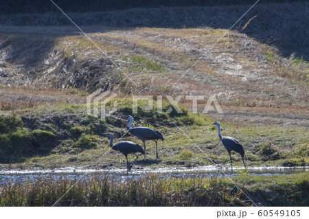 八代の鶴 60549105