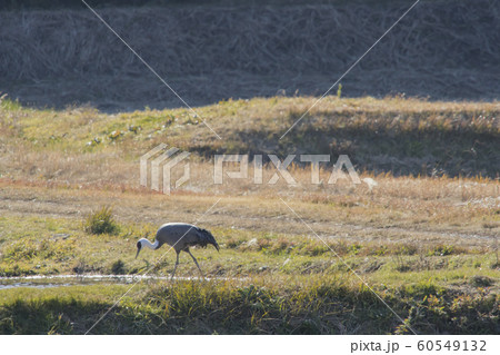 八代の鶴 60549132