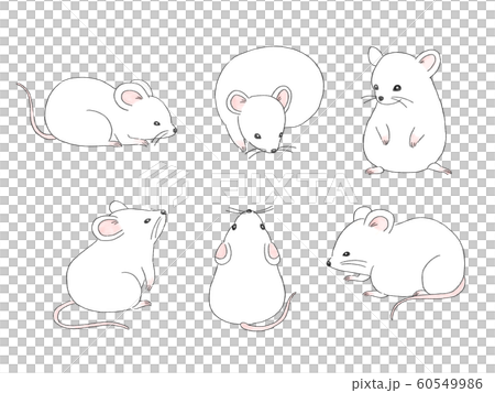 6白色鼠標插圖集 60549986
