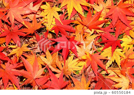 紅葉 紅葉 60550184