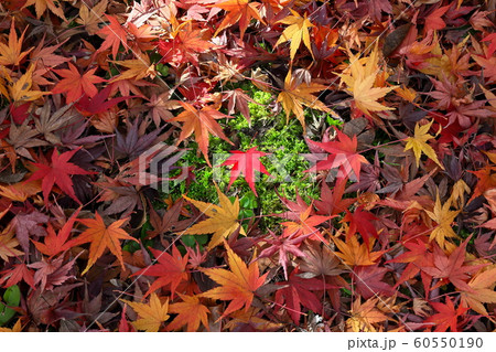 紅葉 紅葉 60550190