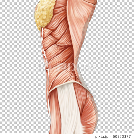 Muscle specimen female perming3DCG illustration material Muscle specimen female perming3DCG illustration material 60550377