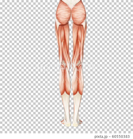 筋肉標本　女性　perming3DCGイラスト素材 60550383