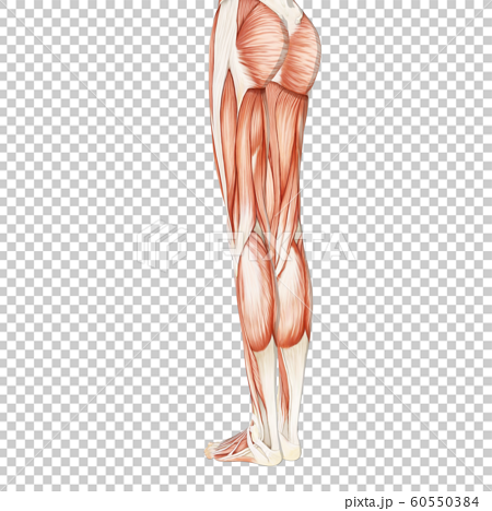 筋肉標本 女性 Perming3dcgイラスト素材のイラスト素材