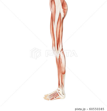 筋肉標本 女性 Perming3dcgイラスト素材のイラスト素材
