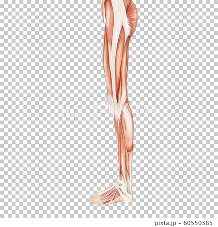 筋肉標本 女性 perming3DCGイラスト素材 筋肉標本 女性 perming3DCGイラスト素材 60550385