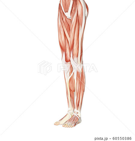 筋肉標本 女性 Perming3dcgイラスト素材のイラスト素材 60550386 Pixta