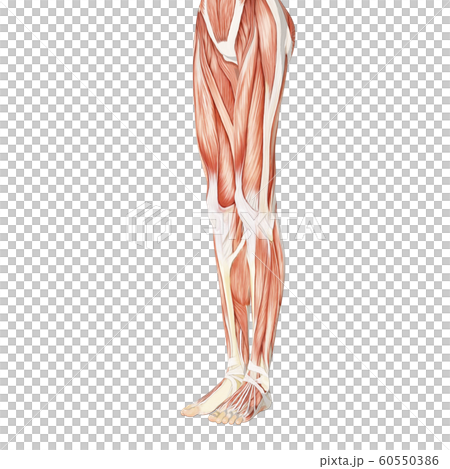 肌肉標本女性perming3DCG插圖素材 60550386