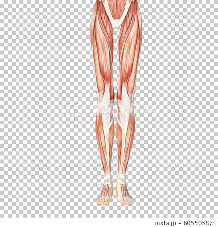 筋肉標本 女性 perming3DCGイラスト素材 筋肉標本 女性 perming3DCGイラスト素材 60550387