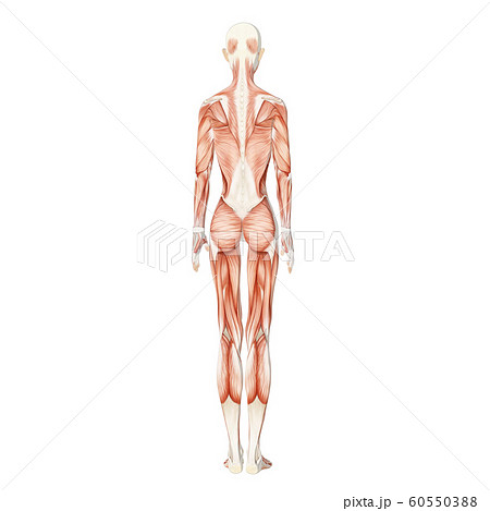 筋肉標本　女性　perming3DCGイラスト素材 60550388