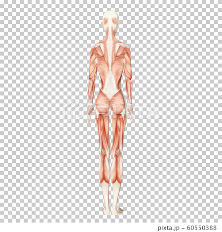 筋肉標本　女性　perming3DCGイラスト素材 60550388
