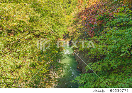 秋の十和田八幡平国立公園 湯瀬渓谷 秋の十和田八幡平国立公園 湯瀬渓谷 60550775