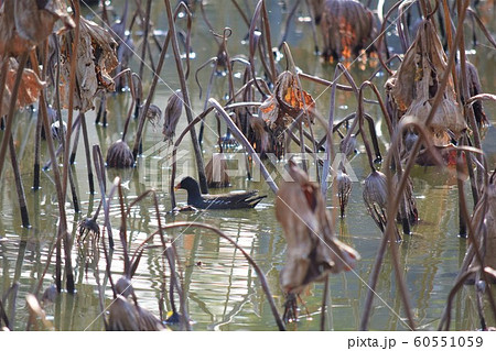 落莫の蓮池 60551059