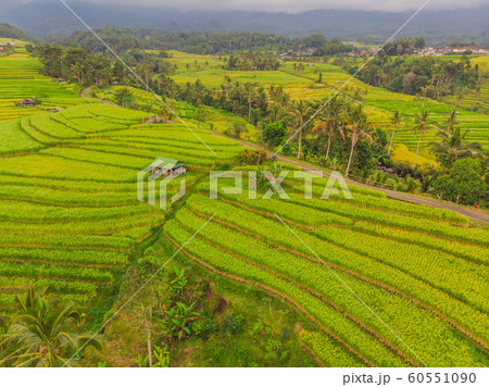 Aerial top view photo from flying drone of green rice fields in countryside Land with grown plants of paddy. Bali, Indonesia 60551090