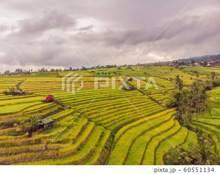Aerial top view photo from flying drone of green rice fields in countryside Land with grown plants of paddy. Bali, Indonesia Aerial top view photo from flying drone of green rice fields in countryside Land with grown plants of paddy. Bali, Indonesia 60551134