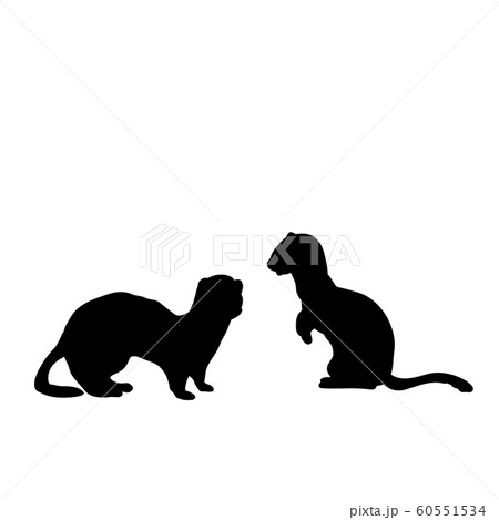Silhouette of two Weasels and a ferret. An animal of the marten family. Silhouette of two Weasels and a ferret. An animal of the marten family. 60551534