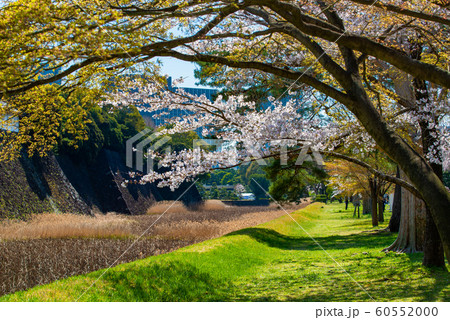 東京 皇居　乾通りの桜 通り抜け  蓮池濠沿い 60552000