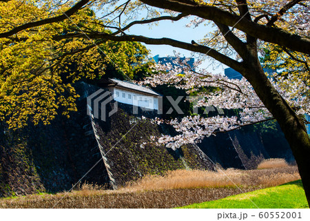 東京 皇居　乾通りの桜 通り抜け 富士見櫓と蓮池濠 60552001