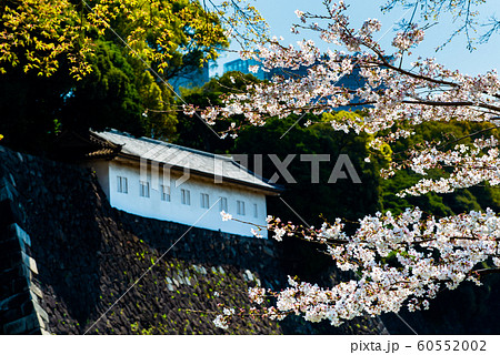 東京 皇居　乾通りの桜 通り抜け　富士見櫓 60552002