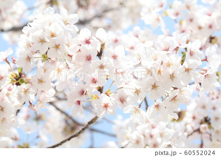 さくら さくら 60552024