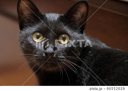 びっくり顔の黒猫 びっくり顔の黒猫 60552029