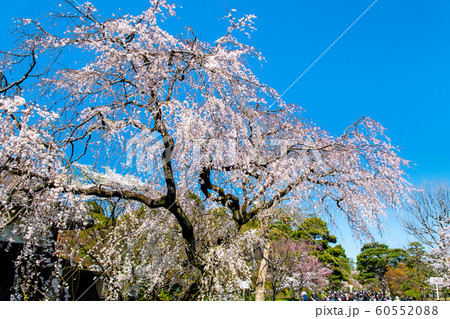 東京 皇居　乾通りの桜 通り抜け 60552088