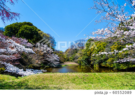 東京 皇居　乾通りの桜 通り抜け　道灌濠 60552089