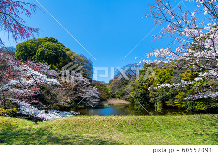 東京 皇居 乾通りの桜 通り抜け 道灌濠 東京 皇居 乾通りの桜 通り抜け 道灌濠 60552091