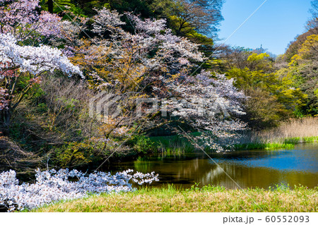 東京 皇居　乾通りの桜 通り抜け　道灌濠 60552093
