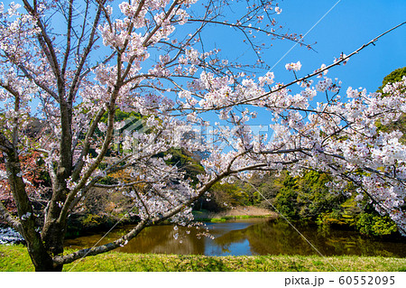 東京 皇居 乾通りの桜 通り抜け 道灌濠 東京 皇居 乾通りの桜 通り抜け 道灌濠 60552095