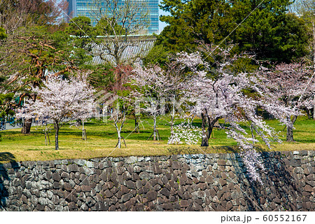 東京 皇居 乾通りの桜 通り抜け 乾濠 東京 皇居 乾通りの桜 通り抜け 乾濠 60552167