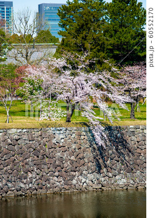 東京 皇居 乾通りの桜 通り抜け 乾濠 東京 皇居 乾通りの桜 通り抜け 乾濠 60552170