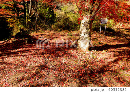 晩秋の花貫渓谷の紅葉 晩秋の花貫渓谷の紅葉 60552382