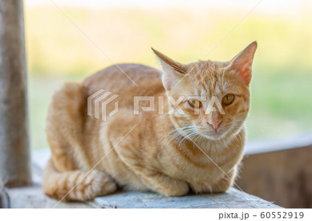 Cat Enjoying His Life Outdoors and soft focus Cat Enjoying His Life Outdoors and soft focus 60552919