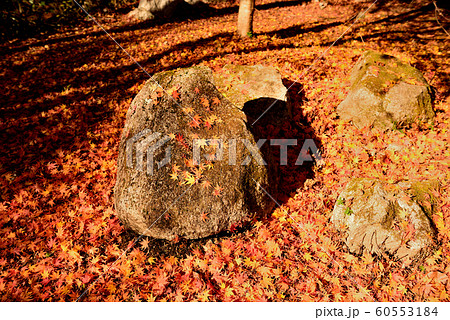 晩秋の花貫渓谷の紅葉 晩秋の花貫渓谷の紅葉 60553184