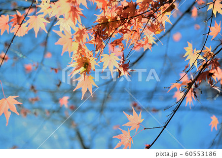 晩秋の花貫渓谷の紅葉 60553186