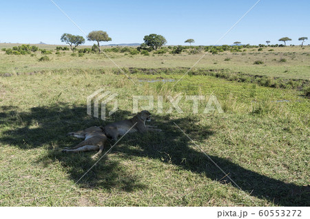 動物 木 野原 60553272