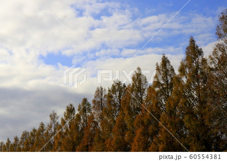 メタセコイヤ並木 60554381