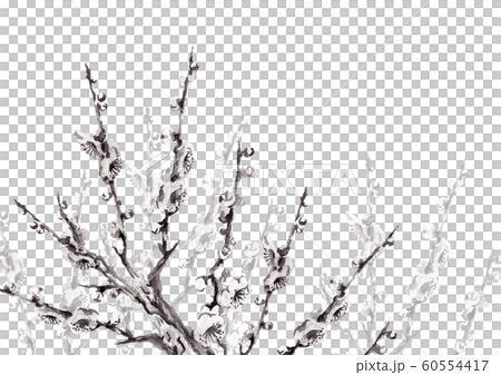梅の花モノクロ3 60554417