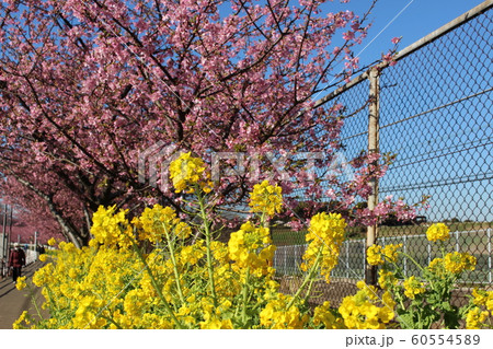 河津桜２ 60554589