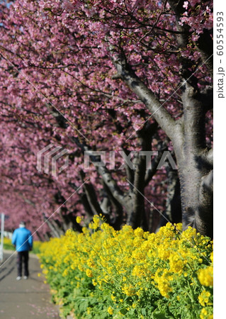 河津桜６ 60554593