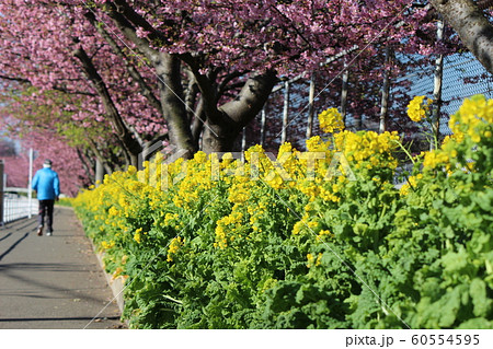河津桜8 河津桜8 60554595