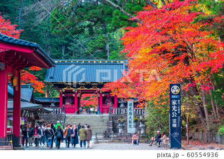 栃木　日光山輪王寺　大猷院と紅葉 60554936