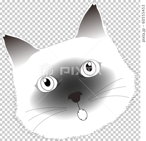 モノトーンのおどろくシャム猫の顔 60555453