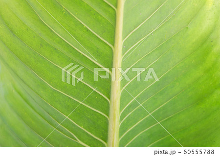 background of green leaf 60555788