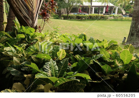 南国リゾート 60556205