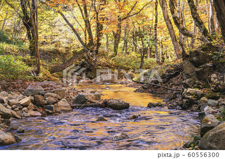 191028せせらぎ紅葉G199 60556300