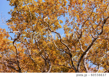 191028せせらぎ紅葉G130 60556637